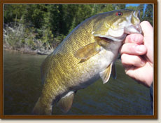 Lake Seul Smallmouth Bass