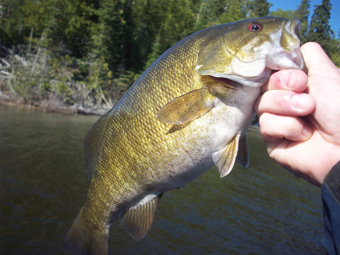 Smallmouth Bass Fishing excursion